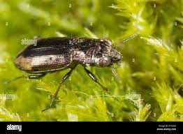 Attēlu rezultāti vaicājumam “Notiophilus palustris”