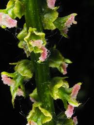 Attēlu rezultāti vaicājumam “Pterocarya fraxinifolia flower”