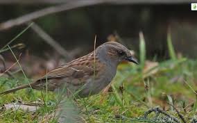 Attēlu rezultāti vaicājumam “Prunella modularis adult”