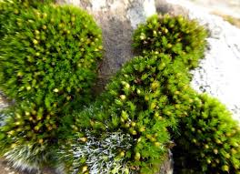 Attēlu rezultāti vaicājumam “Orthotrichum anomalum”