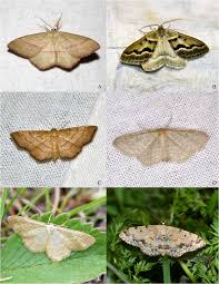 Attēlu rezultāti vaicājumam “Rhodostrophia vibicaria”