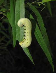 Attēlu rezultāti vaicājumam “Cimbex femoratus larva”