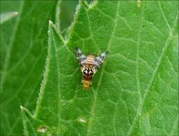 Attēlu rezultāti vaicājumam “Bryonia alba fruit”