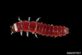 Attēlu rezultāti vaicājumam “Cucujidae”