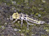 Attēlu rezultāti vaicājumam “Coccinula quatuordecimpustulata”