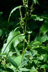 Attēlu rezultāti vaicājumam “Rumex obtusifolius”