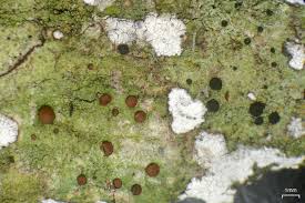 Attēlu rezultāti vaicājumam “Bacidia subincompta”