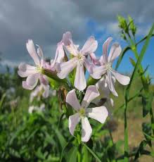 Attēlu rezultāti vaicājumam “Saponaria officinalis flower”