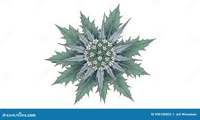 Attēlu rezultāti vaicājumam “Eryngium maritimum leaf”