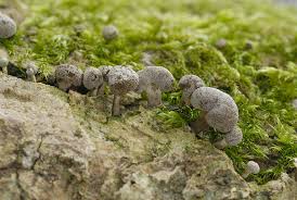 Attēlu rezultāti vaicājumam “Phleogena faginea young”