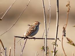 Image result for Emberiza pusilla