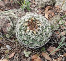 Attēlu rezultāti vaicājumam “Conardia compacta”