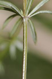 Attēlu rezultāti vaicājumam “Galium uliginosum”