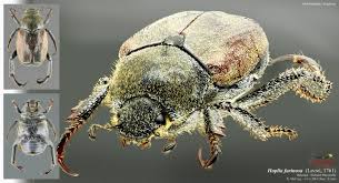 Attēlu rezultāti vaicājumam “Hoplia parvula imago”