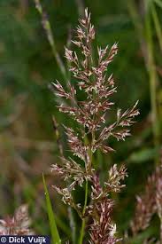 Attēlu rezultāti vaicājumam “Agrostis stolonifera subsp. straminea”