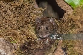 Attēlu rezultāti vaicājumam “Myodes glareolus”