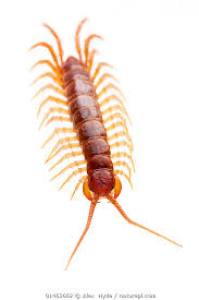 Attēlu rezultāti vaicājumam “Lithobius forficatus”