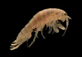 Attēlu rezultāti vaicājumam “Amphipoda”