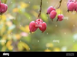 Attēlu rezultāti vaicājumam “Malus prunifolia fruit”