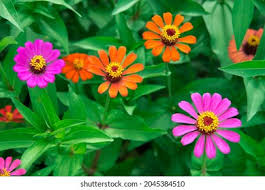 Image result for Zinnia violacea