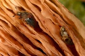 Attēlu rezultāti vaicājumam “Cychramus variegatus”