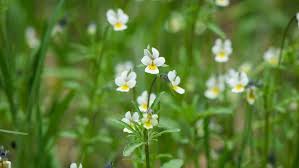 Attēlu rezultāti vaicājumam “Viola arvensis flower”