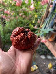Attēlu rezultāti vaicājumam “Campanula latifolia fruit”