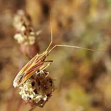 Attēlu rezultāti vaicājumam “Phytocoris varipes”