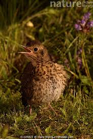 Attēlu rezultāti vaicājumam “Turdus philomelos juvenile”