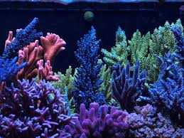 Image result for tort