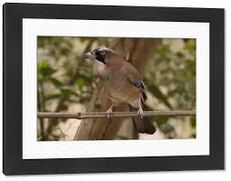 Attēlu rezultāti vaicājumam “Garrulus glandarius adult”