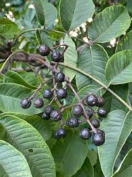 Attēlu rezultāti vaicājumam “Phellodendron amurense”