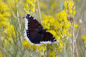 Attēlu rezultāti vaicājumam “Nymphalis antiopa underside”