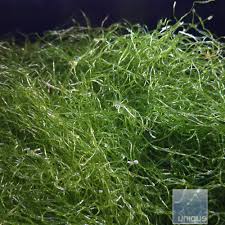 Attēlu rezultāti vaicājumam “Ophiotheca chrysosperma macro”