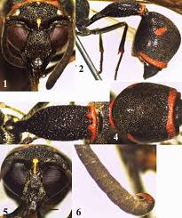 Attēlu rezultāti vaicājumam “Eumenes sp.”