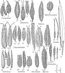 Attēlu rezultāti vaicājumam “Chaerophyllum aromaticum fruit”