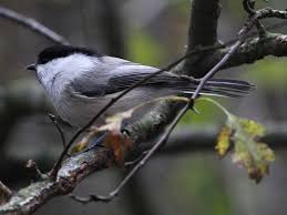 Attēlu rezultāti vaicājumam “Poecile montanus”