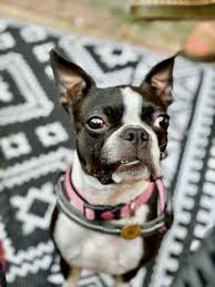 Image result for Banbury Bulldogs