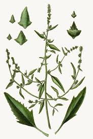 Attēlu rezultāti vaicājumam “Atriplex patula fruit”