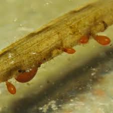 Attēlu rezultāti vaicājumam “Hydrachna”