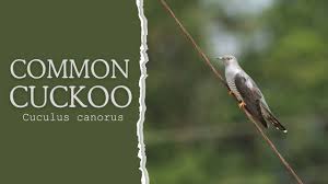 Attēlu rezultāti vaicājumam “Cuculus canorus”