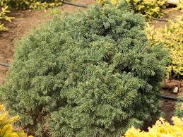 Attēlu rezultāti vaicājumam “Tubifera applanata sessile”