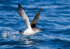 Image result for Puffinus puffinus