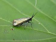 Attēlu rezultāti vaicājumam “Cauchas rufimitrella”