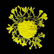 Attēlu rezultāti vaicājumam “Physarum ovisporum”