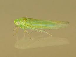 Attēlu rezultāti vaicājumam “Empoasca sp.”