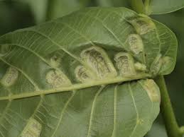 Attēlu rezultāti vaicājumam “Acalitus longisetosus”