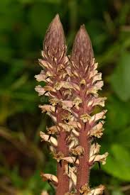 Attēlu rezultāti vaicājumam “Orobanche reticulata flower”