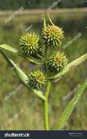 Attēlu rezultāti vaicājumam “Sparganium erectum aggr. leaf”