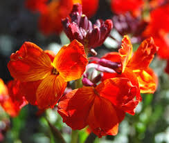 Image result for Cheiranthus cheiri